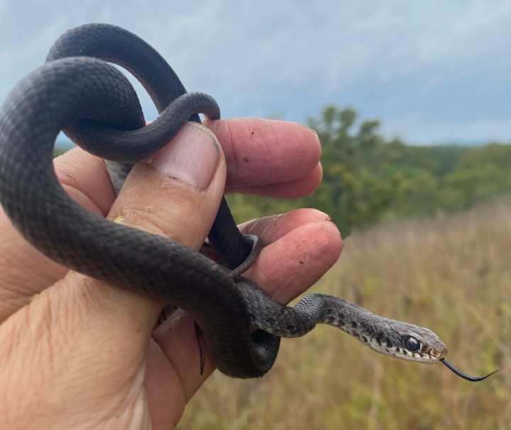 Southern Black Racer
